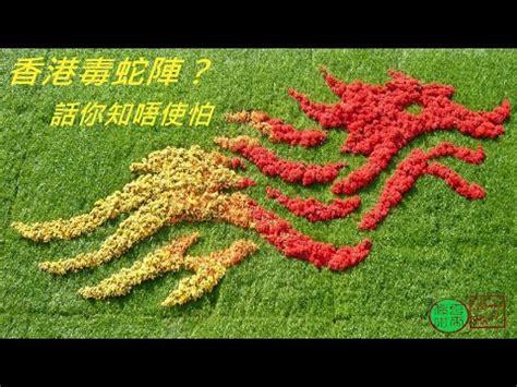 好畫的花 如何化解香港毒蛇陣
